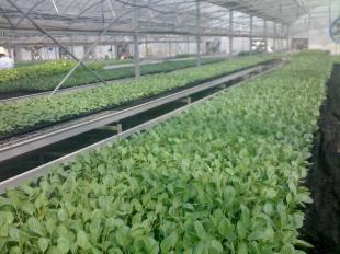 壽光建發 以最實惠價格提供優質大棚蔬菜種苗，一站式批發供應服務