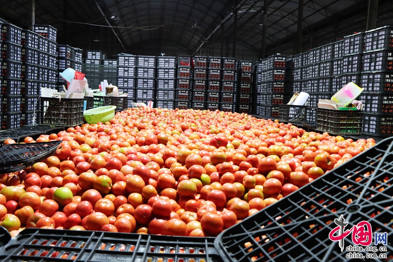云南元謀 一棵“菜”興一座城，新鮮蔬菜批發鑄就產業傳奇